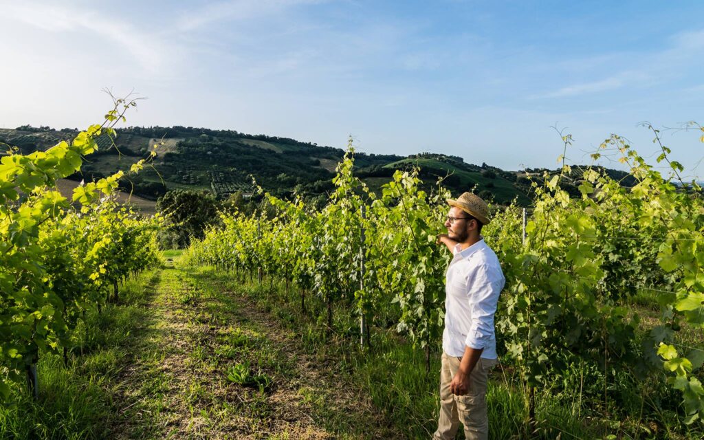 Edoardo Dottori_ New Vineyard